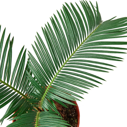 Sago Palm