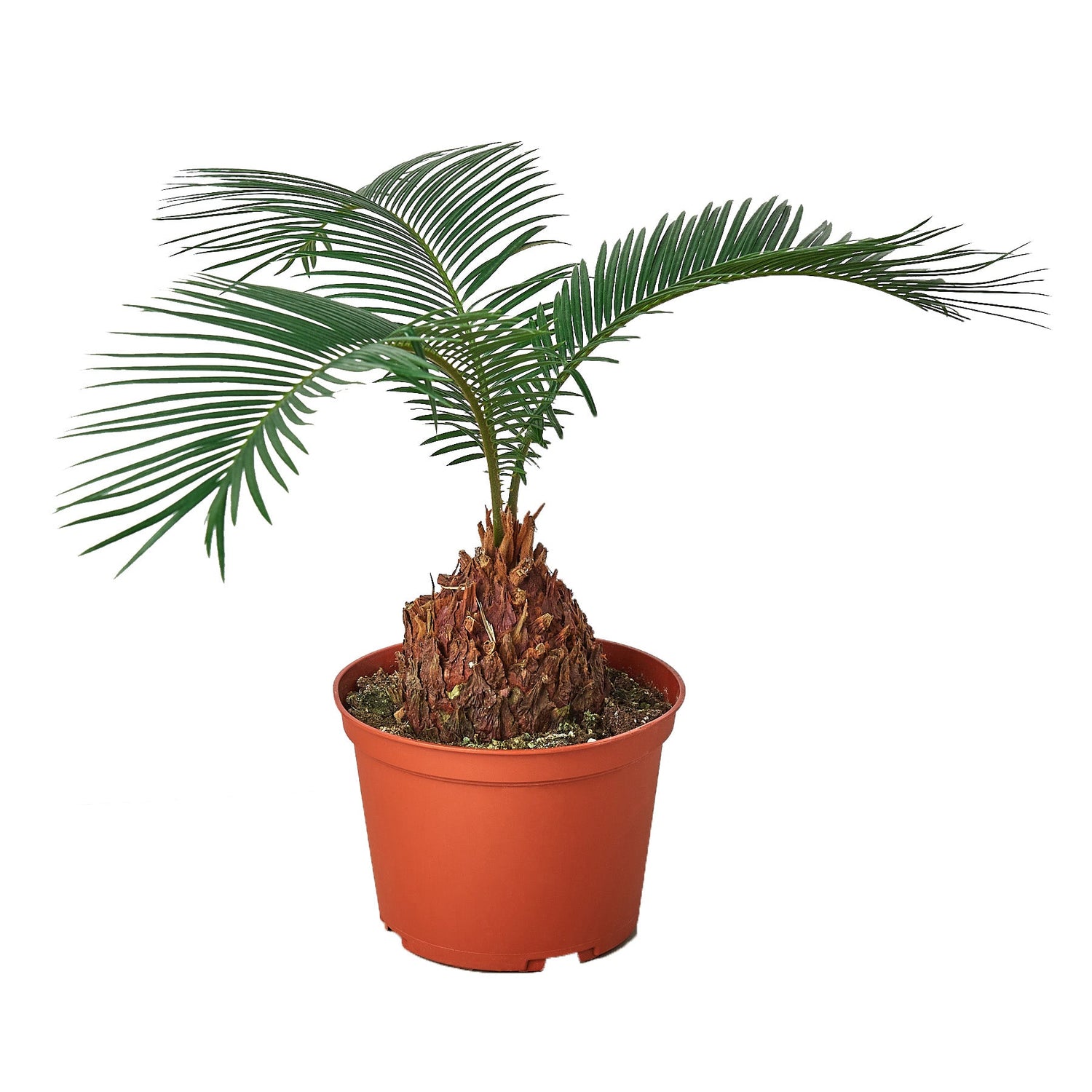 dinosaur palm plant Sago Palm - Cycas Revoluta