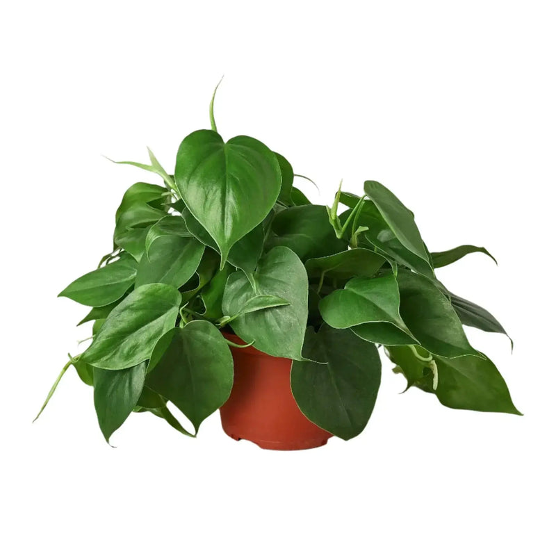 Popular Indoor Plant Bundle