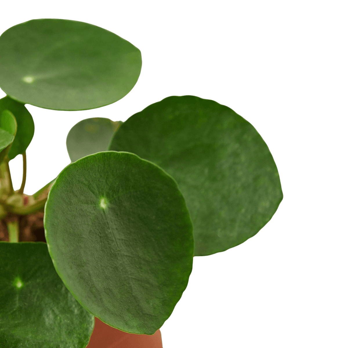 Close-up of a green peperomia plant leaves on a white background by All About Planties