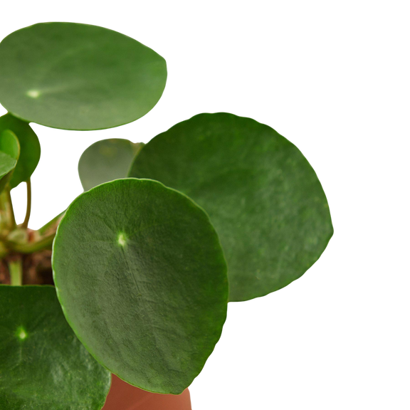 Close-up of a green peperomia plant leaves on a white background by All About Planties