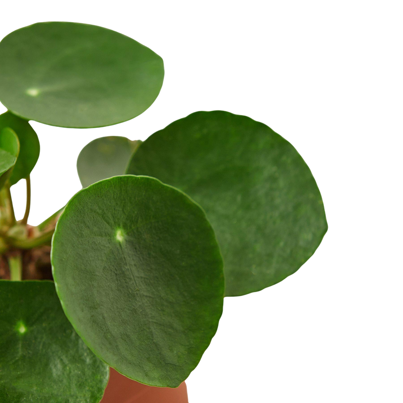 Close-up of a green peperomia plant leaves on a white background by All About Planties