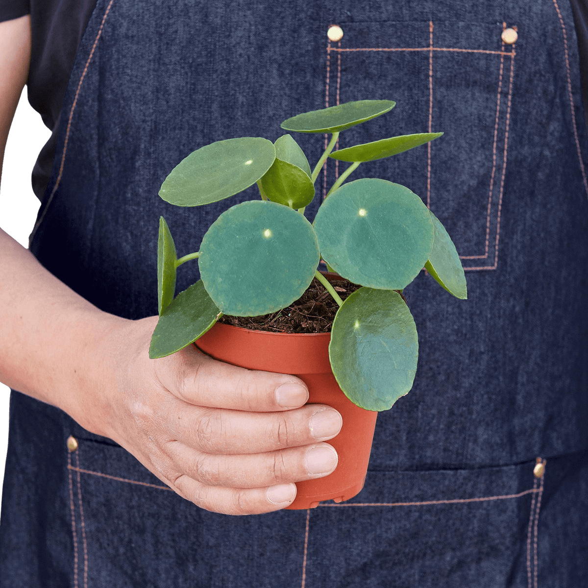 Person holding a potted chinese money plant with a denim apron