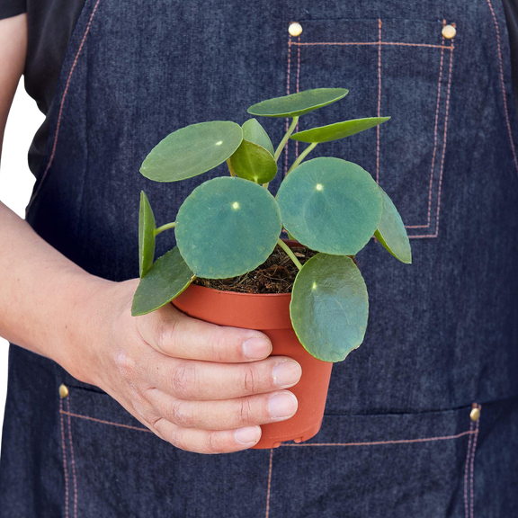 Person holding a potted chinese money plant with a denim apron