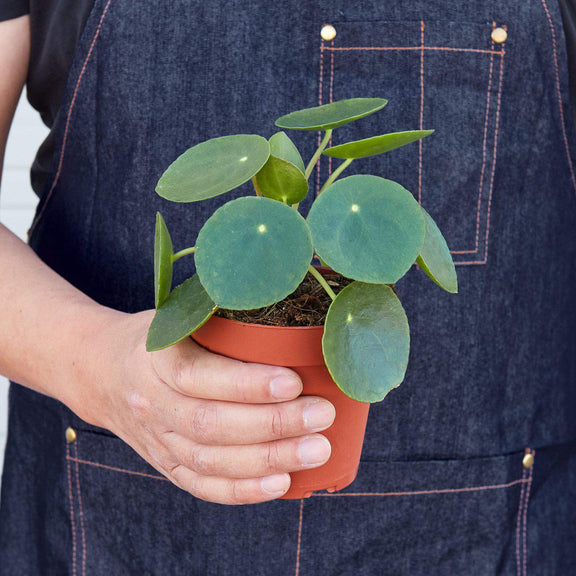 Pilea Peperomioides | Easy-Care Indoor Plant | All About Planties