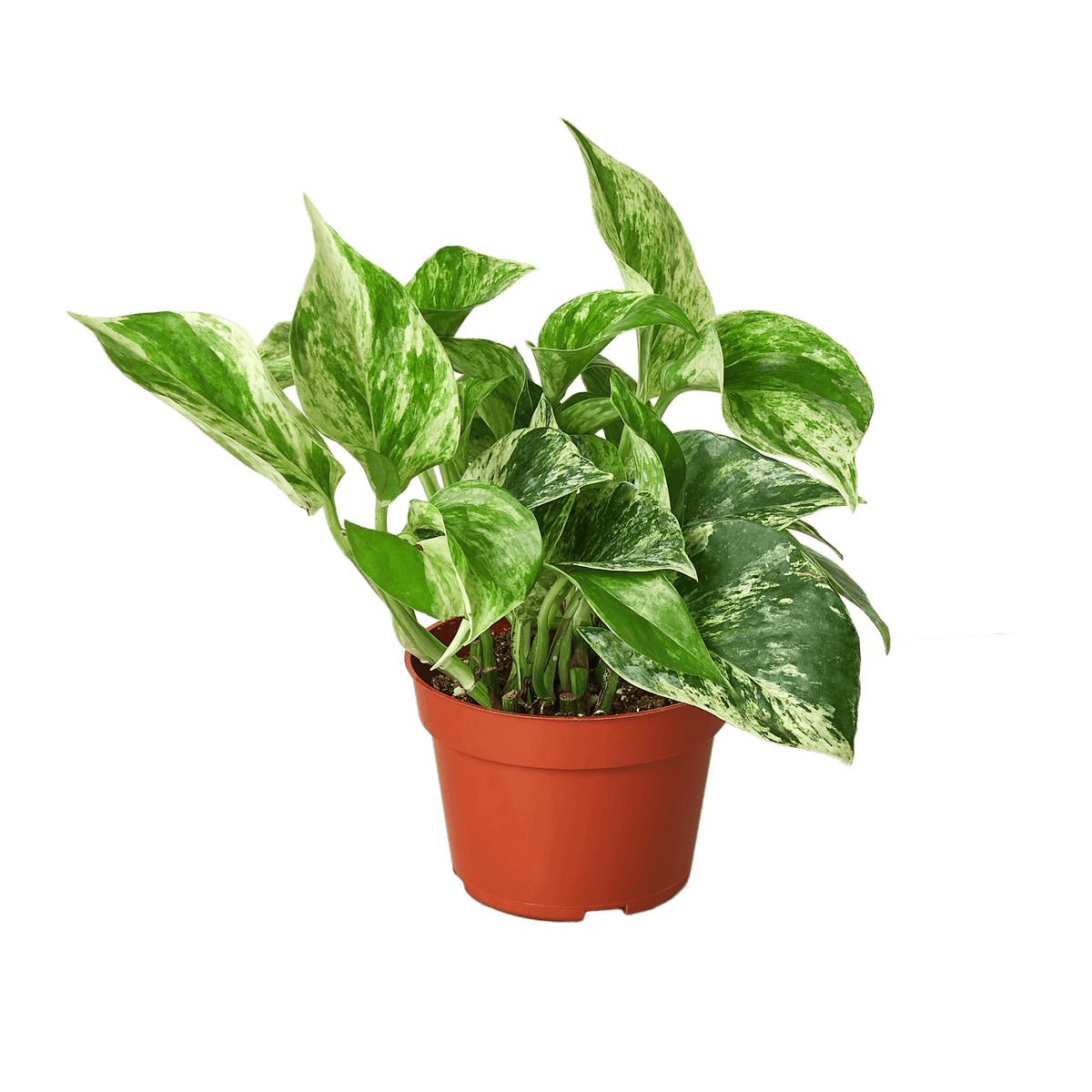 Pothos Marble Queen plant in a pot showcasing its creamy white and green variegated foliage.