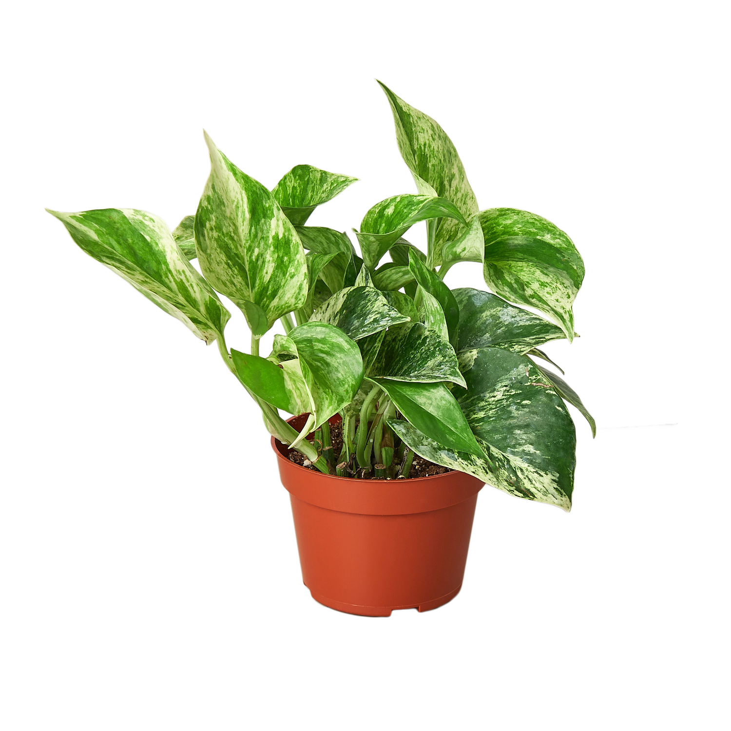 pothos marble queen plant