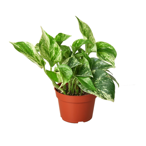 pothos marble queen plant