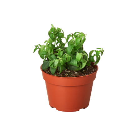 Curly Lipstick succulent - mystery monthly subscription delivery
