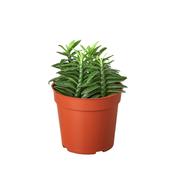 devils backbone plant care indoors Devil's Backbone Euphorbia