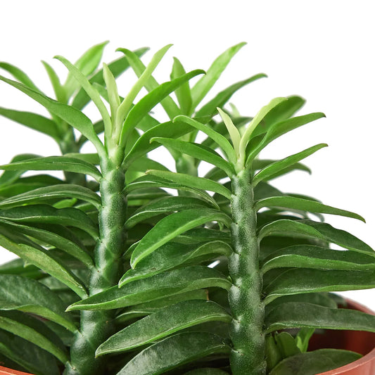 Devil's Backbone Euphorbia Indoor Plant at All About Planties