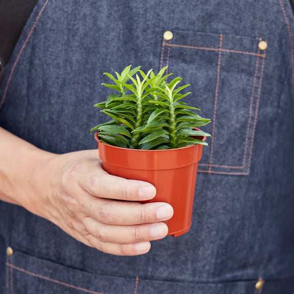 Devil's Backbone Euphorbia Indoor Plant at All About Planties