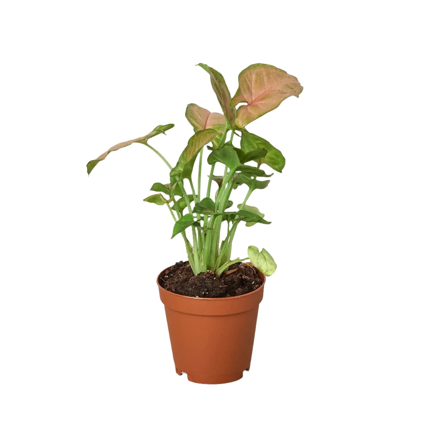  syngonium-strawberry plant in plant pot