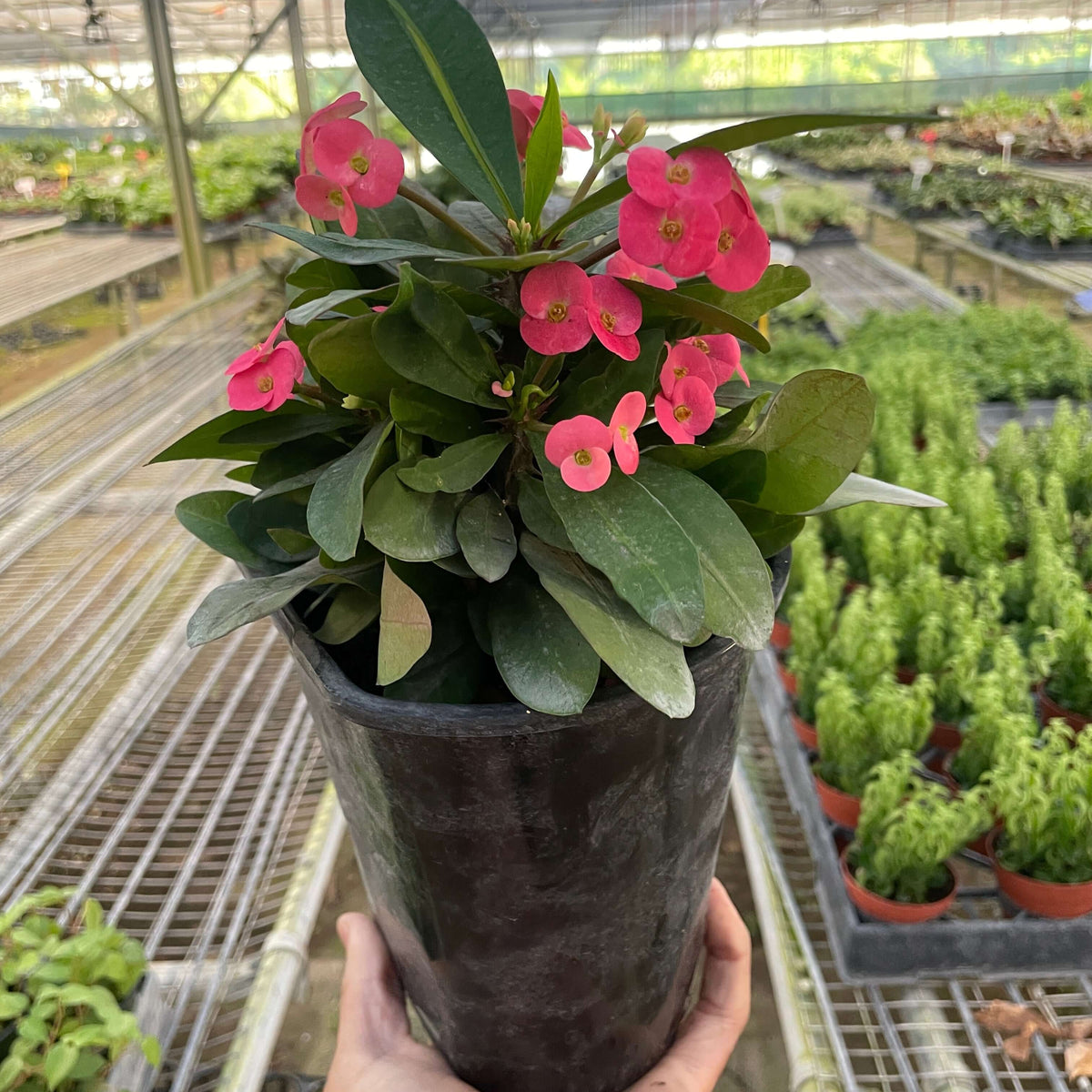 Potted plant with pink flowers held in a greenhouse setting