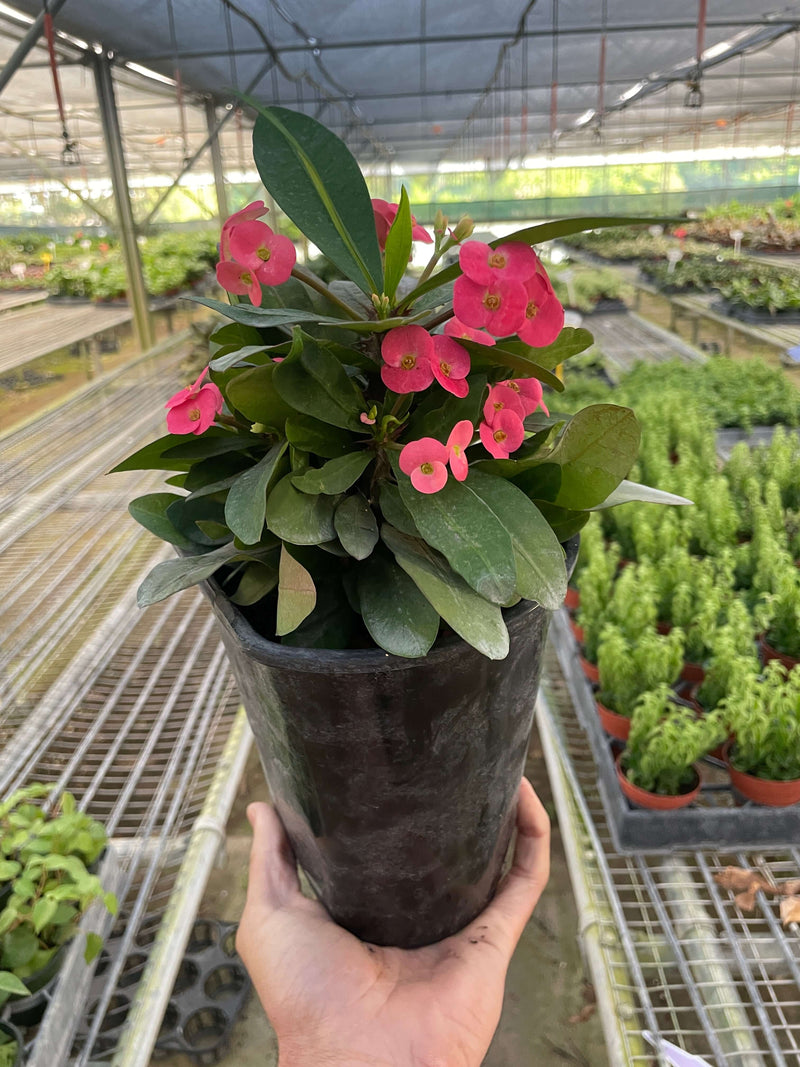 Potted plant with pink flowers held in a greenhouse setting