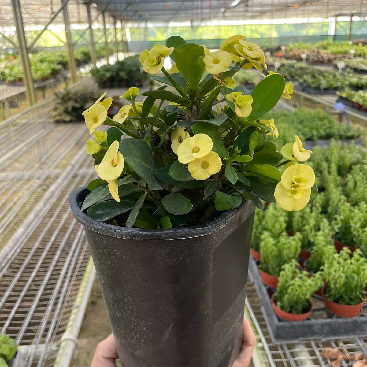 Potted plant with yellow flowers held in a greenhouse setting
