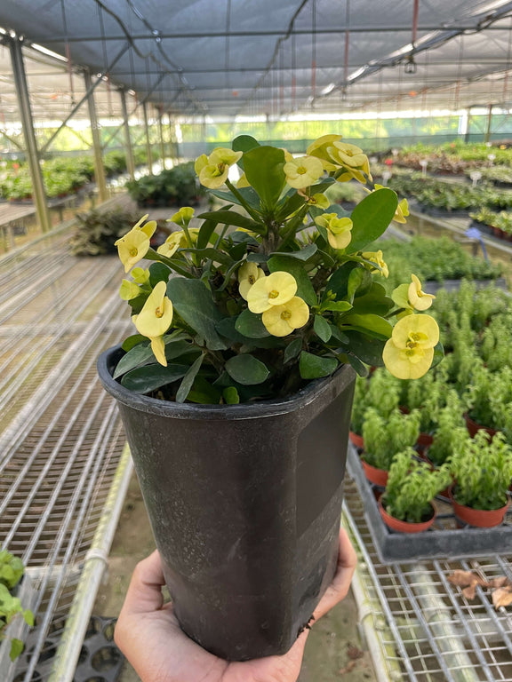 Potted plant with yellow flowers held in a greenhouse setting