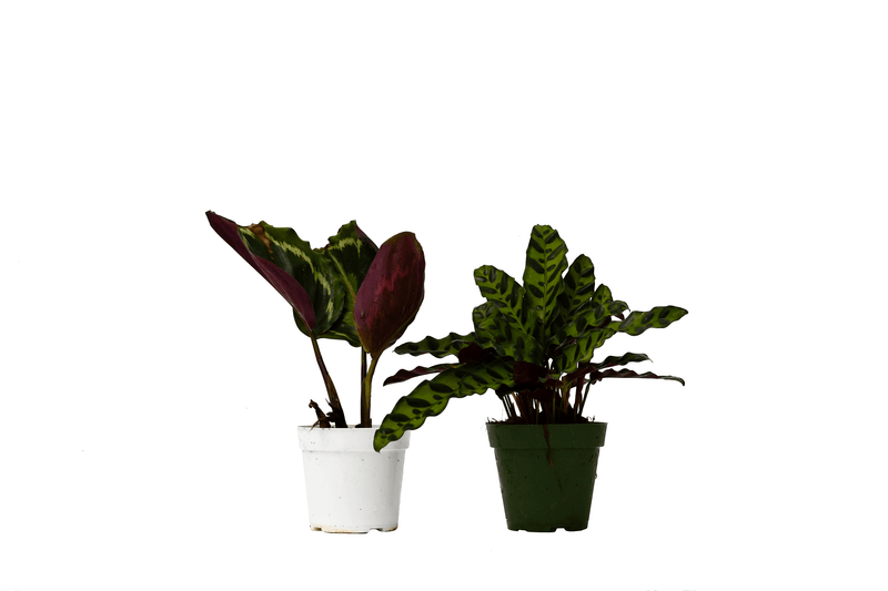  2 Calathea Plants Variety Pack | Indoor Plant | All About Planties