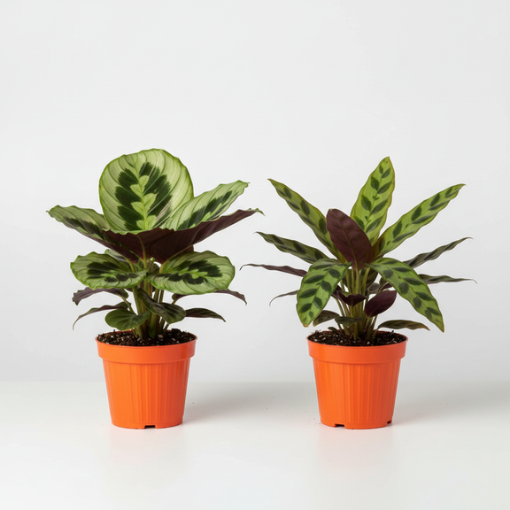 2 Calathea Pack hero - Medallion & Rattlesnake - square format