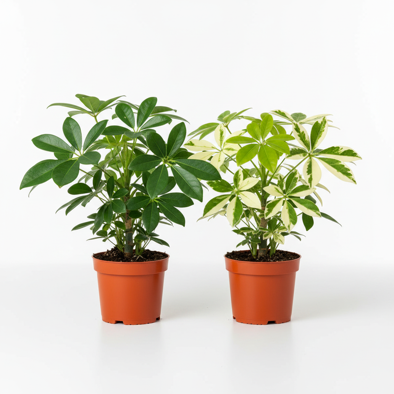 2 Schefflera Plants Variety Pack hero - ultra-realistic natural - square format