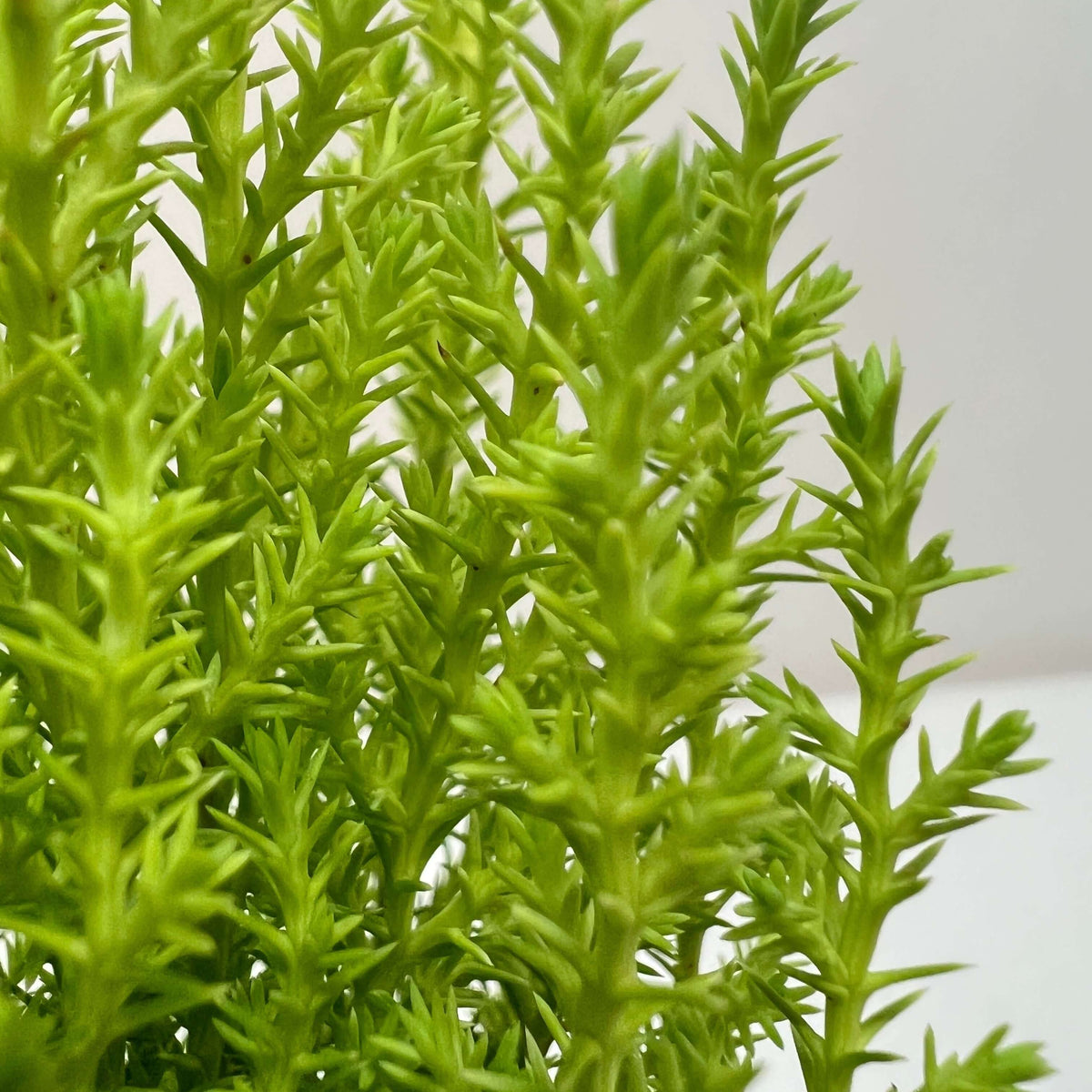 Cypress Lemon | Fragrant and Vibrant Indoor Plant from All About Planties™™