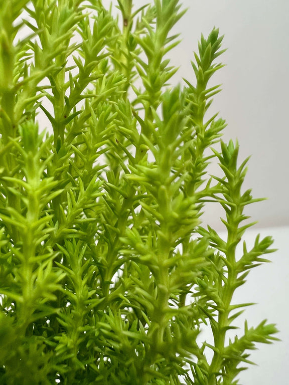 is cypress an indoor plant Lemon Cypress - Fragrant Citrus-Scented Plant