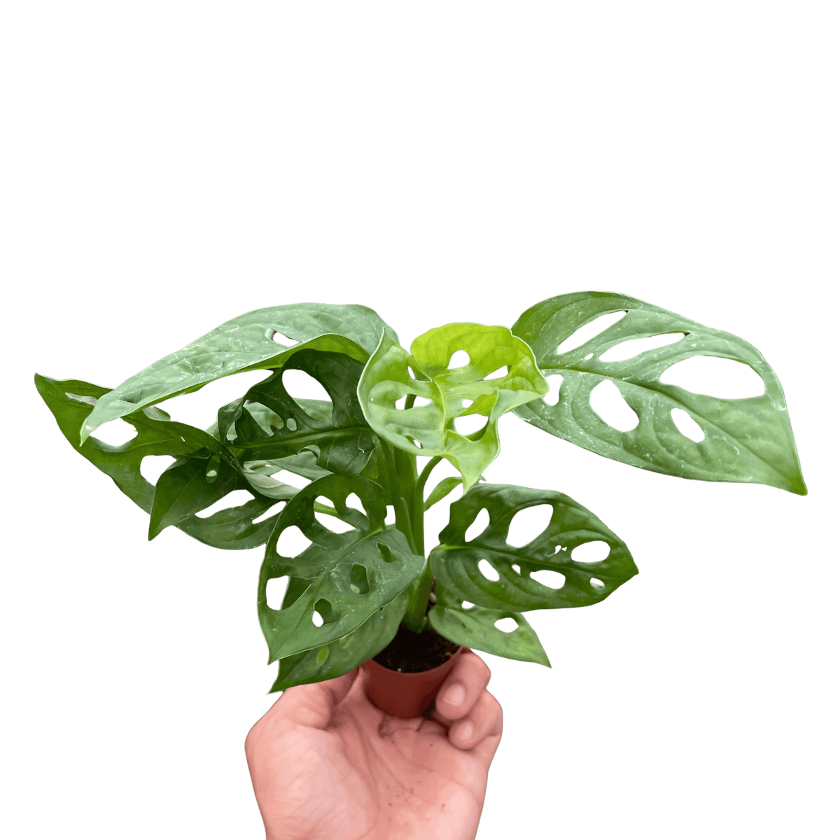 Hand holding a Live Monstera Adansonii houseplant showing iconic Swiss cheese leaf pattern