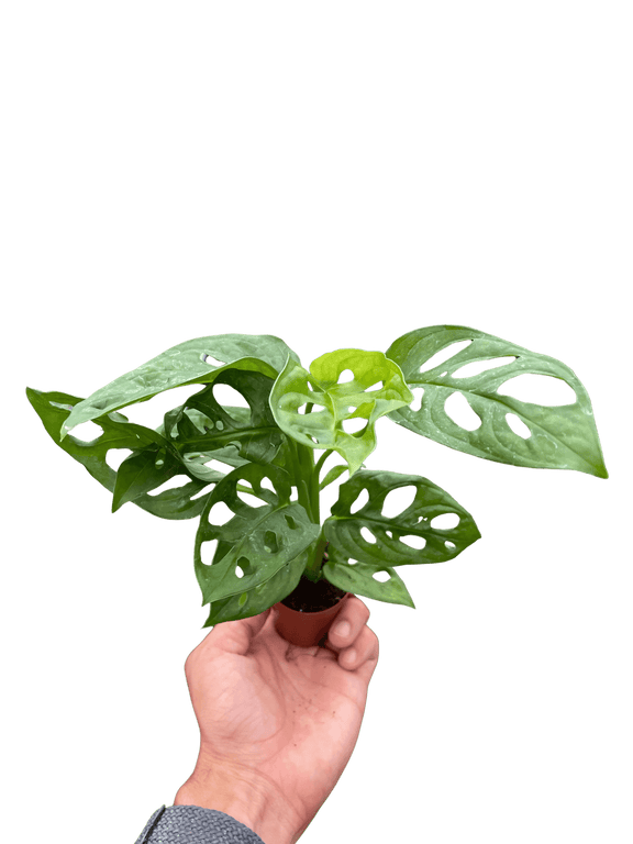Hand holding a Live Monstera Adansonii houseplant showing iconic Swiss cheese leaf pattern