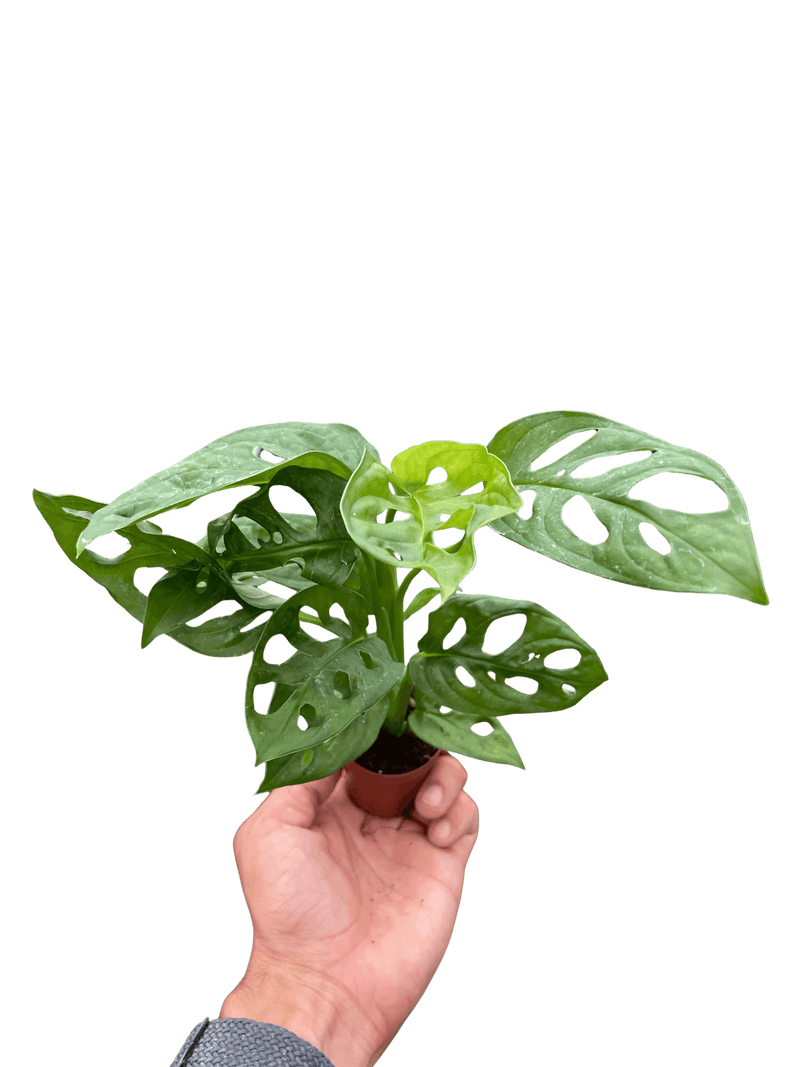 Hand holding a Live Monstera Adansonii houseplant showing iconic Swiss cheese leaf pattern