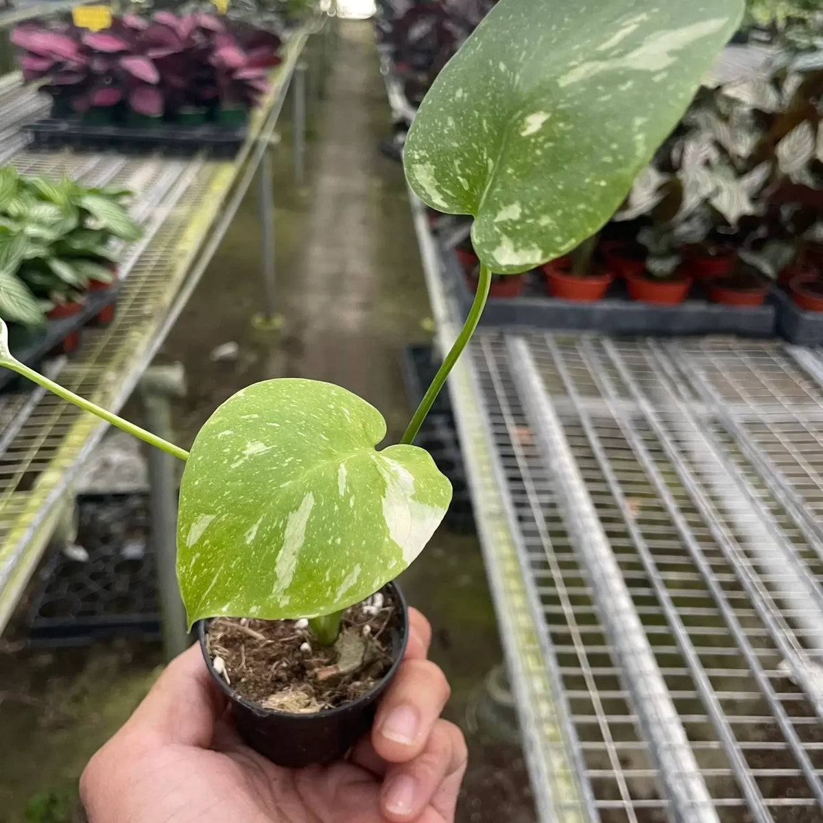 monstera-thai-constellation in plant nursery by All About Planties™