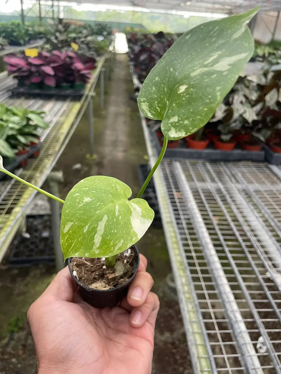 monstera-thai-constellation in plant nursery