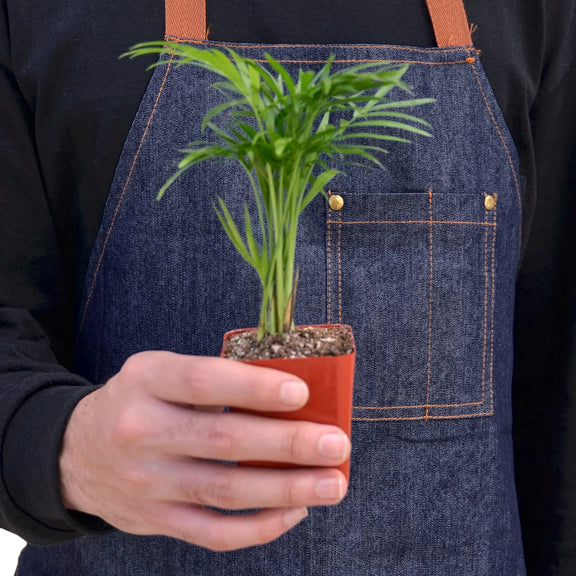 Person holding a Parlor Palm plant