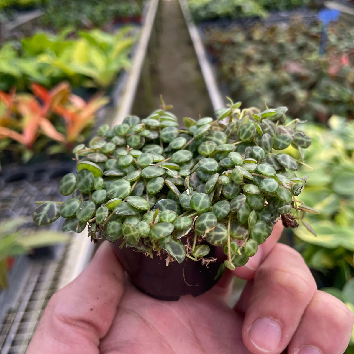 String of Turtles