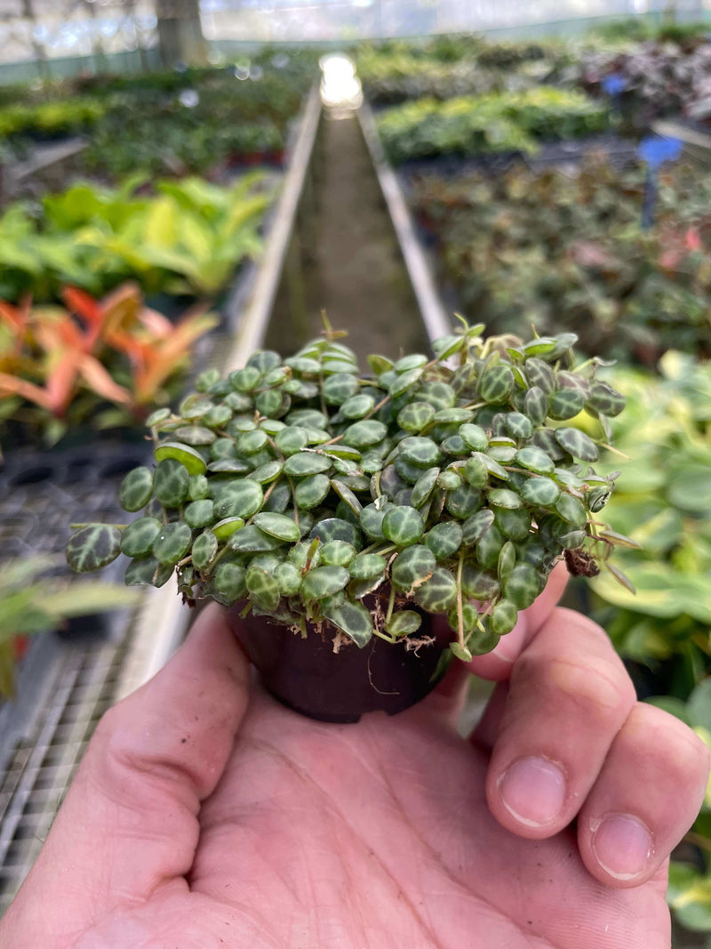 String of Turtles | Peperomia Prostrata