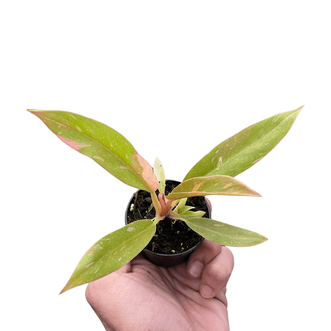 philodendron ring of fire scientific name Philodendron Ring of Fire Variegated