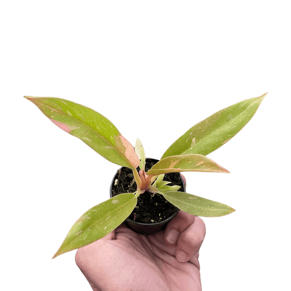 native philodendrons of puerto rico Philodendron Ring of Fire