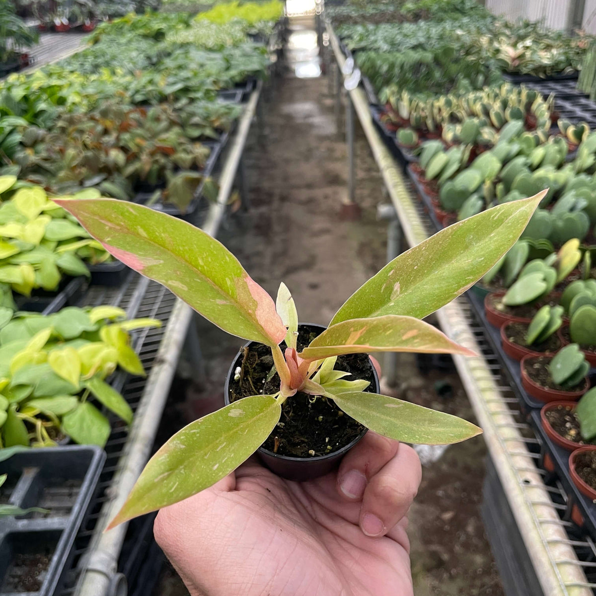 Philodendron Ring of Fire