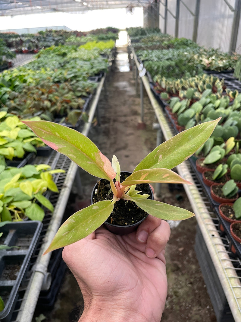 Philodendron Ring of Fire