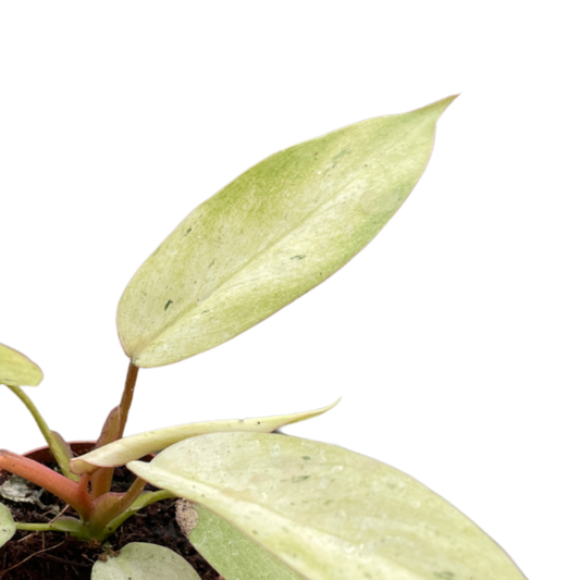 Philodendron 'Snowdrift' Plants at All About Planties