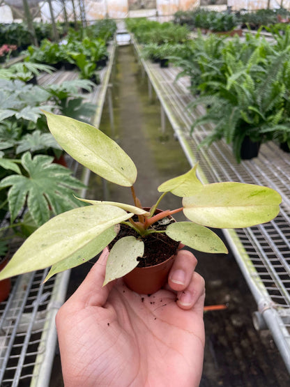 Philodendron 'Snowdrift' Plants at All About Planties