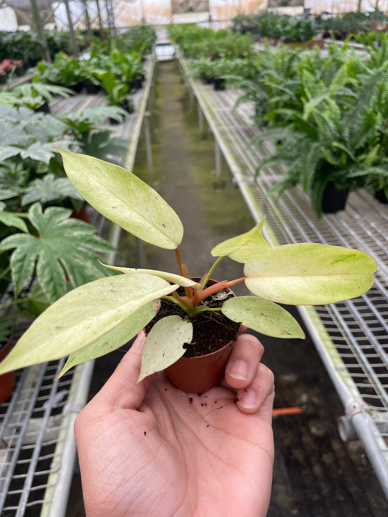 Philodendron 'Snowdrift' Plants at All About Planties