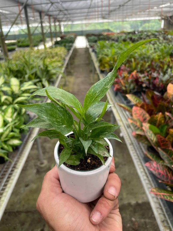 Variegated Spathiphyllum 'Domino' Default at All About Planties