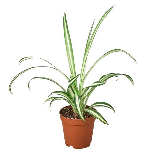 Spider Plant 'Reverse' Plants at All About Planties