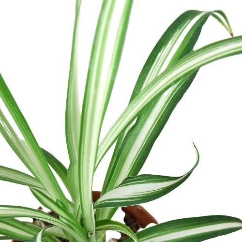 Spider Plant 'Reverse' Plants at All About Planties