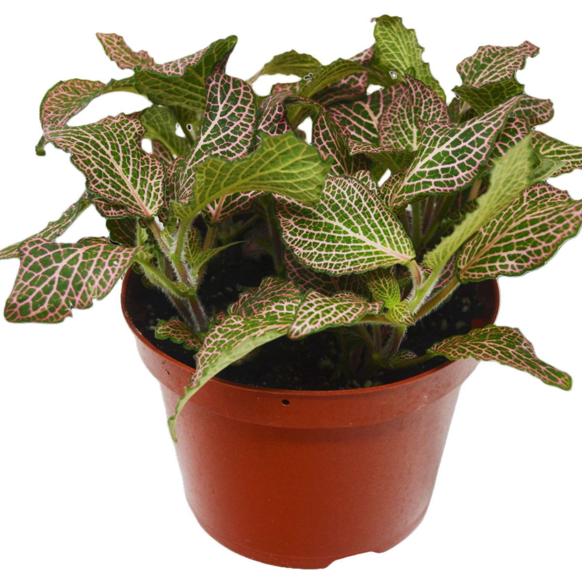  fittonia-pink-plant