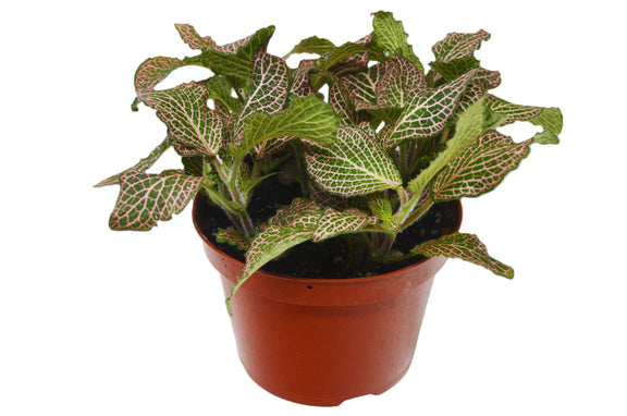  fittonia-pink-plant