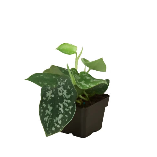 Pothos 'Satin' plant 3inch