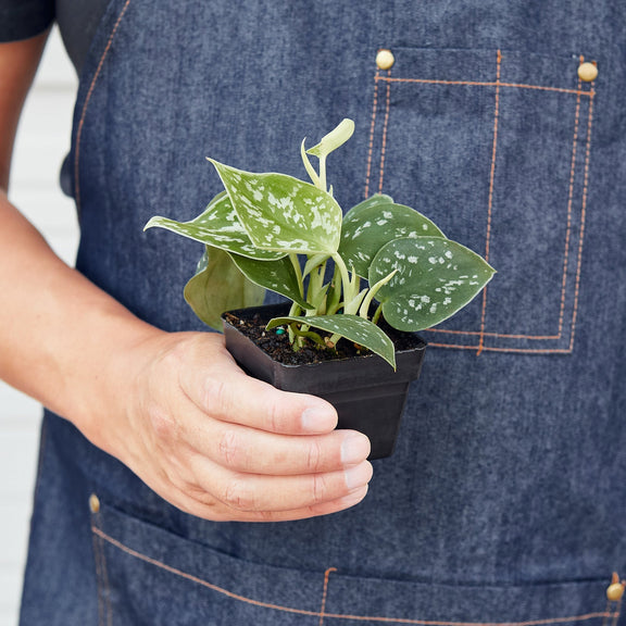 a person holding a Pothos 'Satin' Closeup plant