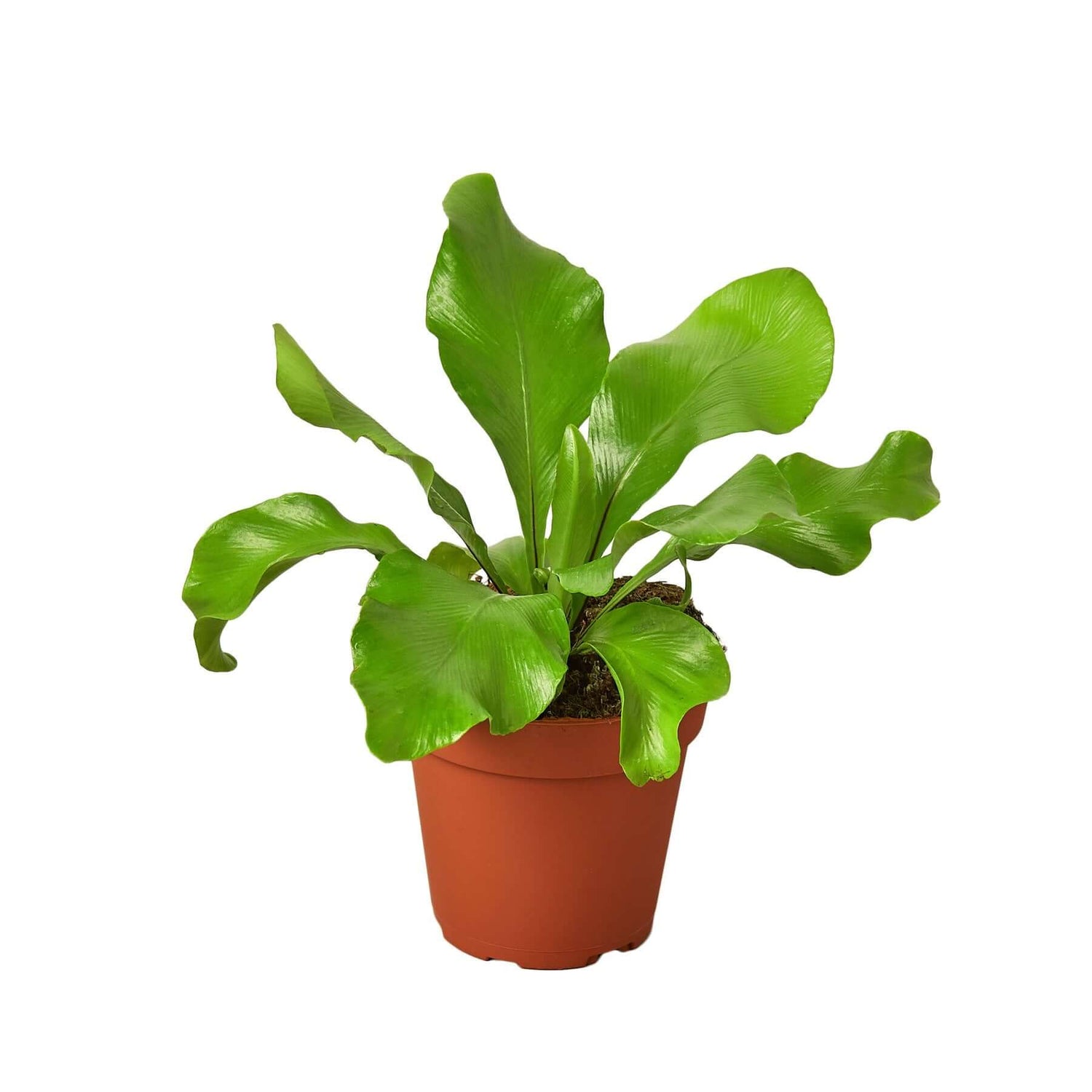 nidus bird's nest fern Bird's Nest Nidus Fern | Easy-Care Indoor Plant