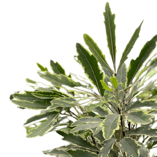 Aralia 'Bianca' | Elegant and Compact Variegated Plant | Potted Houseplants from All About Planties™™